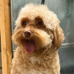 Theo - Cavapoo