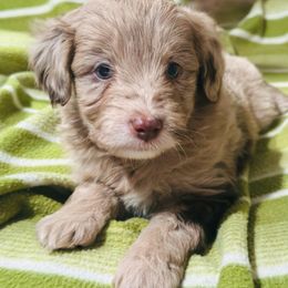 Cocoa - Red merle female Aussiedoodle puppy in Mulino, Oregon from Korbella Farm