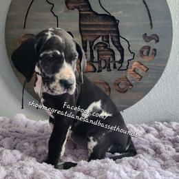 Purple Collar - Harlequin female Great Dane puppy in Alton, Illinois from Show Me Great Danes and Basset Hounds