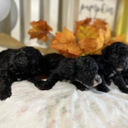 Poodle All Grown Up from Parti-Pawz