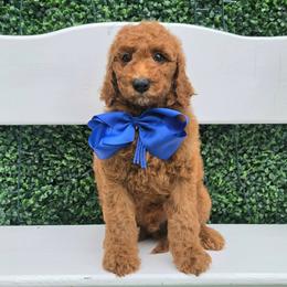 Bella's Blue Boy - Red  male Goldendoodle puppy in Kountze, Texas from Texas Doodles LLC