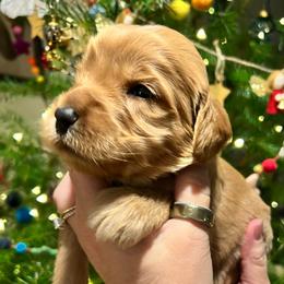 Cotton - Red  male Goldendoodle puppy in Placerville, California from New Dawn Poodles and Doodles