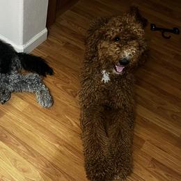 Goldendoodles and Poodles from Bonadelle Doodles