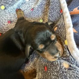 Dachshund Puppies from Little Doxie Farm