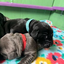 Cane Corso Puppies from Killing Joke Kennels, LLC