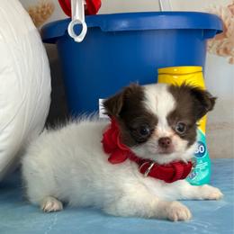Chloe - Chocolate and white female Chihuahua puppy in Gloucester, Virginia from Charlotte's Web of Chihuahuas