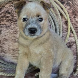 Leroy - Red speckled male Australian Cattle Dog puppy in Prescott Valley, Arizona from HT Heelers