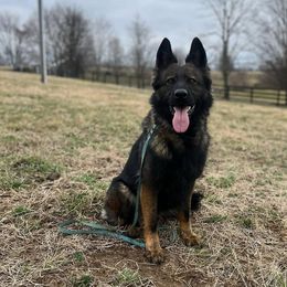Gaffe - Sable female German Shepherd puppy in Clarkrange, Tennessee from Vom Wolff