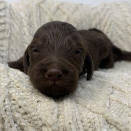 Nolan - Phantom male Goldendoodle puppy in Calhoun, Georgia from FamilyLoved Doodles