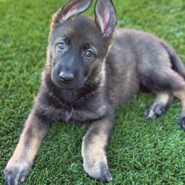 Pup 2 - Sable female German Shepherd puppy in Surprise, Arizona from Vom Wustefeuer German Shepherds
