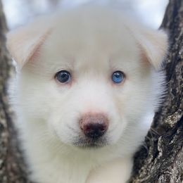 Siberian Huskies from Joyful Willow Farm Huskies