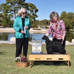 Darby - Cocker Spaniel