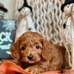 Green - Red  male Goldendoodle puppy in Hesperia, Michigan from Red Acres Poodles & Doodles