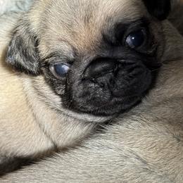 Boy 2 - Fawn male Pug puppy in Saugus, Massachusetts from Pug Puppies of Boston
