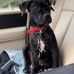 American Bully Puppies from TEXAS BULLY FAMILY