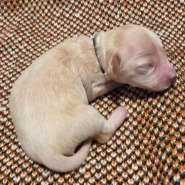 AKC Black Collar - Piebald male Dachshund puppy in Mesa, Arizona from Diamondback Doxie