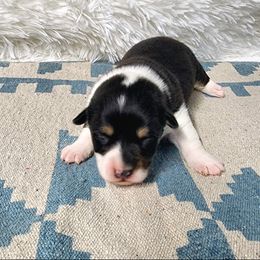 RM Male 1 - Black and tan male Pembroke Welsh Corgi puppy in Duluth, Minnesota from Up North Corgis