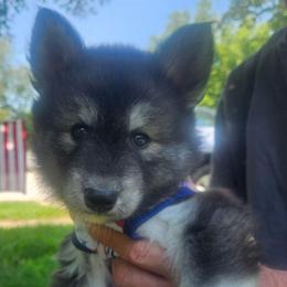 Bravo - Agouti and white male Siberian Husky puppy in Louisville, Kentucky from Wild Hunt Huskies