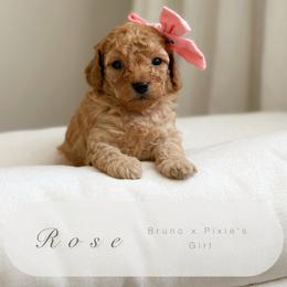 Rose - Apricot female Poodle puppy in Charlotte, North Carolina from Bruno & Co. Puppies