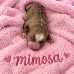 Mimosa - Red merle female Miniature Australian Shepherd puppy in Bronson, Iowa from Crazy Acres Aussies