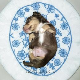 Sully - Chocolate and cream male Dachshund puppy in Oklahoma City, Oklahoma from OkieDoxieland Dachshunds
