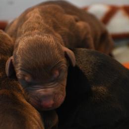 Girl 4 - Red and rust female Doberman Pinscher puppy in Overton, Texas from Obsidian Kennel