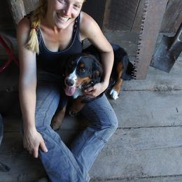 Bernese Mountain Dog All Grown Up from Black Forest Bernese