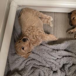Shiloh - Cream male Goldendoodle puppy in Summerfield, North Carolina from Lila's Teddybear Goldendoodles