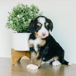 Girl 3 - Tri-color female Bernedoodle puppy in Spanish Fork, Utah from K Brand Doodles