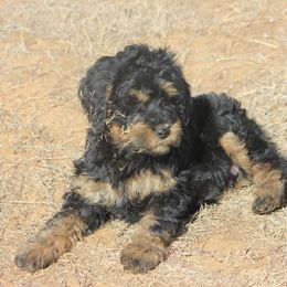 Goldendoodle and Yorkshire Terrier Puppies from Dirty Dogs Pups