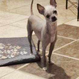 Luca - Slate male Chinese Crested puppy in Henderson, Kentucky from Western Kentucky Chihuahua’s and Chinese Crested’s