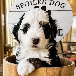 Red Collar Kelby - Tri-color male Bernedoodle puppy in Camden, North Carolina from Fleury Farm Doodles NC