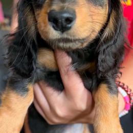 Giselle - Black and tan female Dachshund puppy in Hudson, Michigan from Mittentail Kennel Miniature Dachshunds & Australian Shepherds