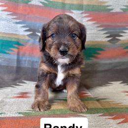 Randy - Brown merle male Aussiedoodle puppy in Lebanon, Missouri from Kaitlen's Doodle Pups