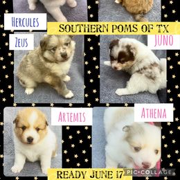 Pomeranian and Pomsky Puppies from Southern Poms of Texas