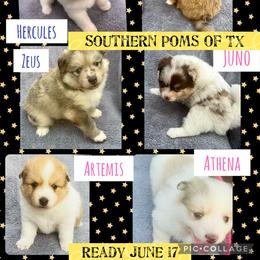 Pomeranian and Pomsky Puppies from Southern Poms of Texas