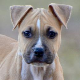 Oak - Red male American Staffordshire Terrier puppy in St. Augustine, Florida from LBK & Ancient City