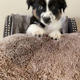 Freckles - Black tri-color female Australian Shepherd puppy in Dothan, Alabama from Aussie Paws Trailblazers