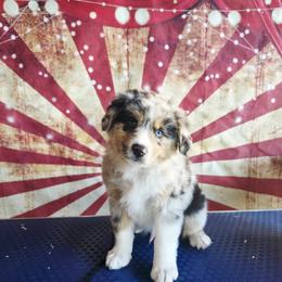Carlyle - Blue merle male Australian Shepherd puppy in Kenton, Tennessee from Carrotwood Australian Shepherds