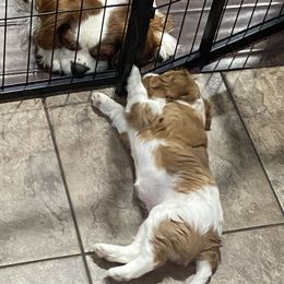 Girl 1 - Blenheim Cavalier King Charles Spaniel puppy in Brewerton, New York from Patch of Land Acres