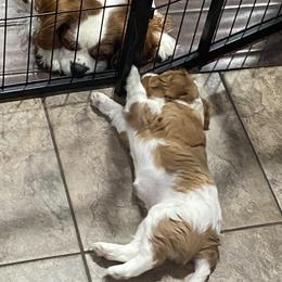 Girl 1 - Blenheim Cavalier King Charles Spaniel puppy in Brewerton, New York from Patch of Land Acres