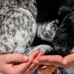 Rubi - Black and white German Shorthaired Pointer puppy in Graham, Washington from Dali and Company
