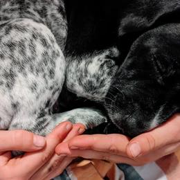 Rubi - Black and white German Shorthaired Pointer puppy in Graham, Washington from Dali and Company