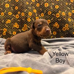 Yellow Boy - Red and rust male Doberman Pinscher puppy in Knox, Indiana from Double River Dobermans