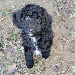 Goldendoodles from Canine Magic Doodles
