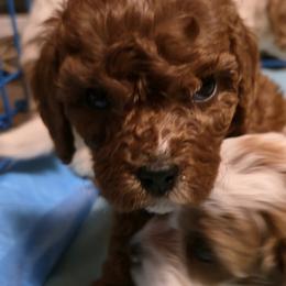 Cleo - Red female Cavapoo puppy in Albuquerque, New Mexico from Enchantment Cavapoo & Pugapoo Puppies