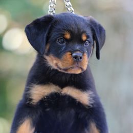 Brown collar - Black and mahogany female Rottweiler puppy in Hermitage, Tennessee from Morris Rottweilers