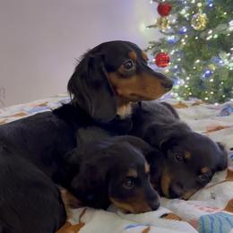 Dachshund Puppies from Birkin’ Paws