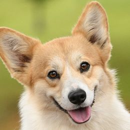 Cyrus - Pembroke Welsh Corgi