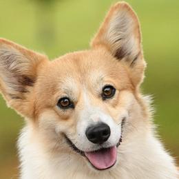 Cyrus - Pembroke Welsh Corgi